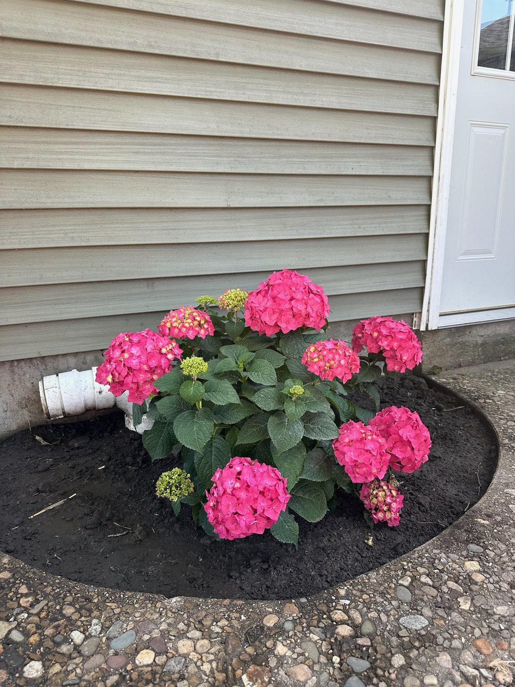 Fresh Plantings